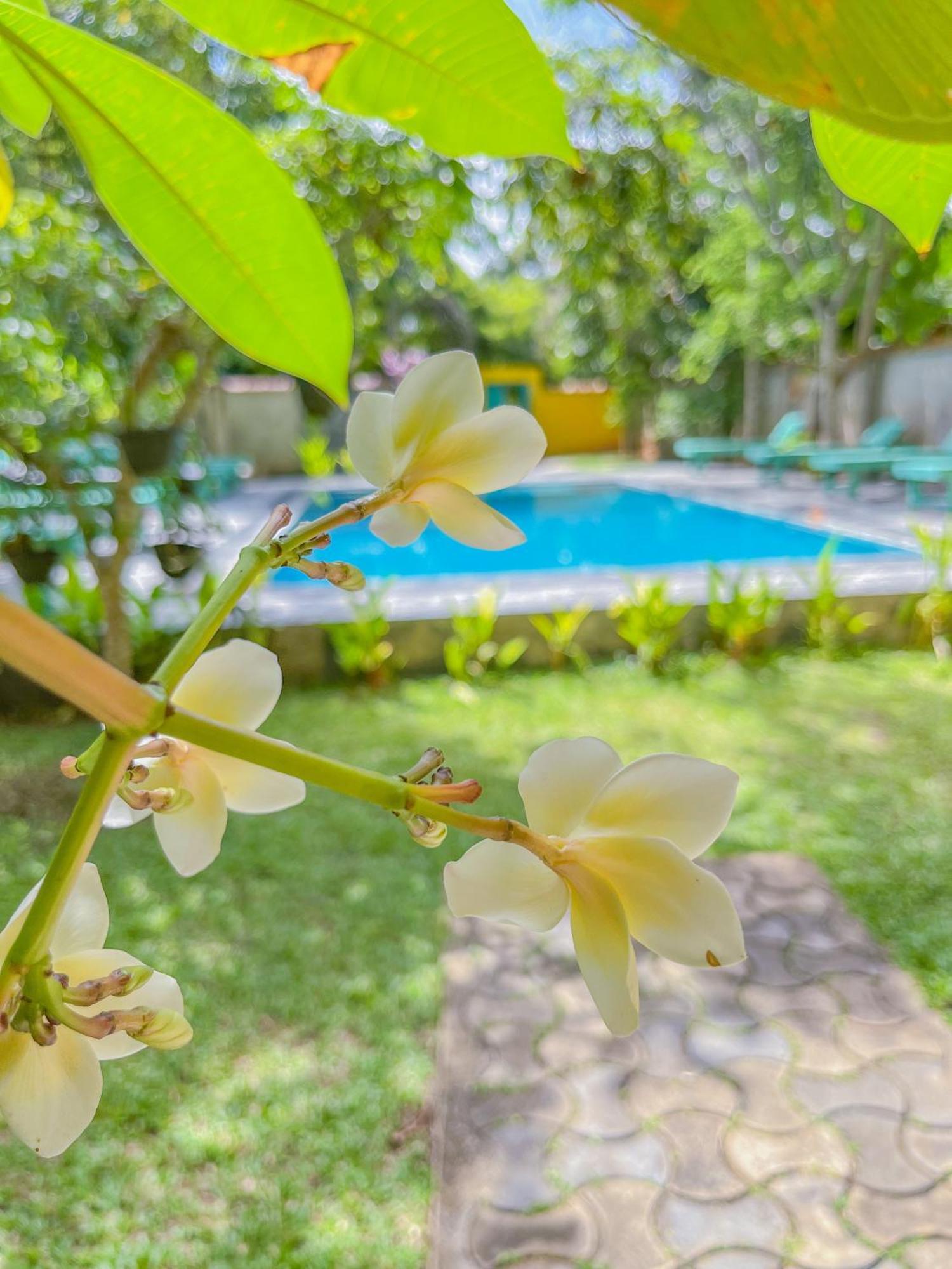 Easy Living Hotell Hikkaduwa Eksteriør bilde